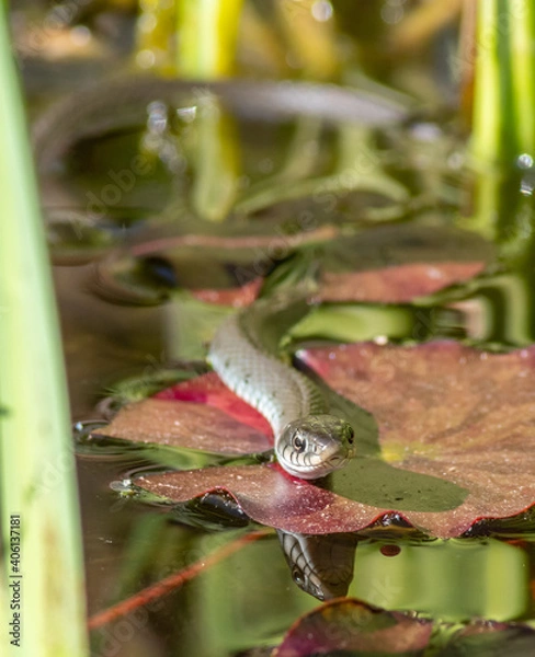 Obraz Ringelnatter V