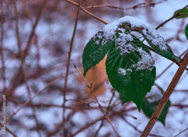 Obraz Schnee bedecktes Blatt
