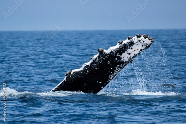 Obraz ザトウクジラ