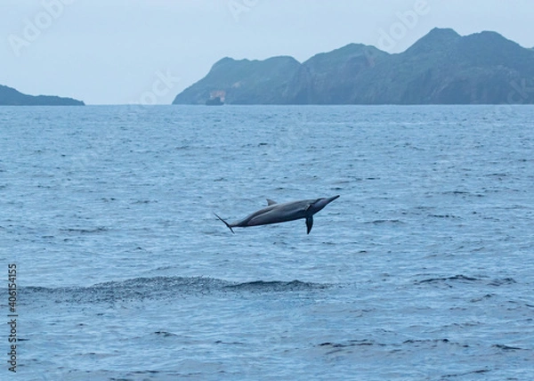 Fototapeta ハシナガイルカ