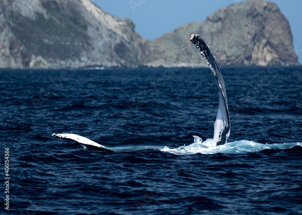 Fototapeta ザトウクジラ