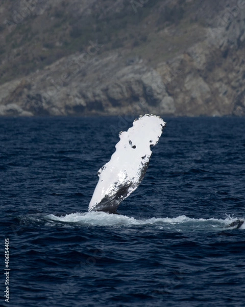 Obraz ザトウクジラ