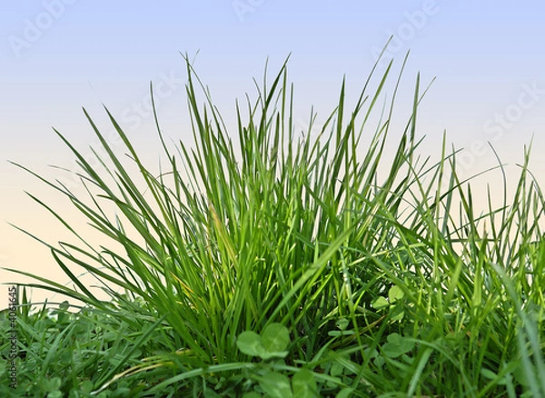 Obraz Grasfreisteller