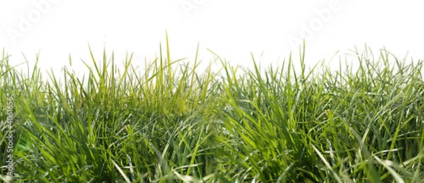 Obraz Przycinanie trawy