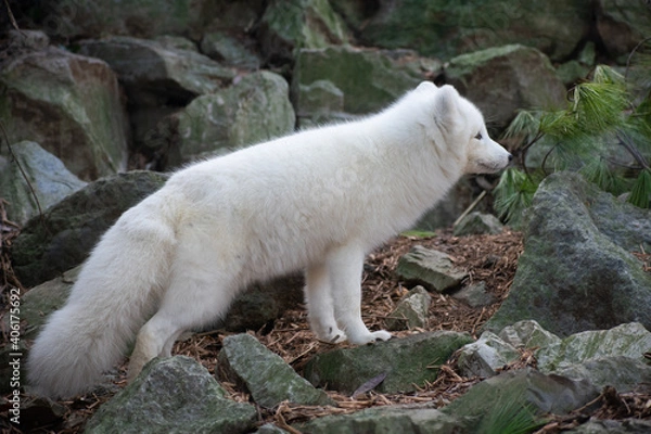 Obraz Arctic Fox