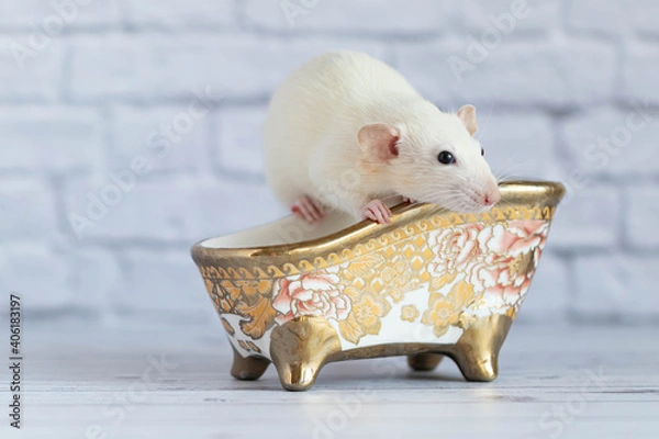 Obraz A cute white decorative rat takes a bath. Cleanliness and hygiene.