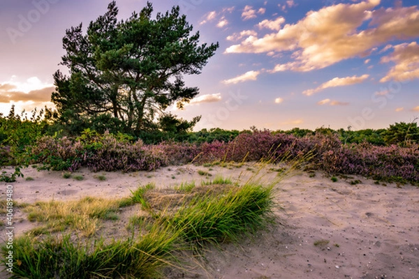 Obraz heather in bloom in the Maashorst the Netherlands