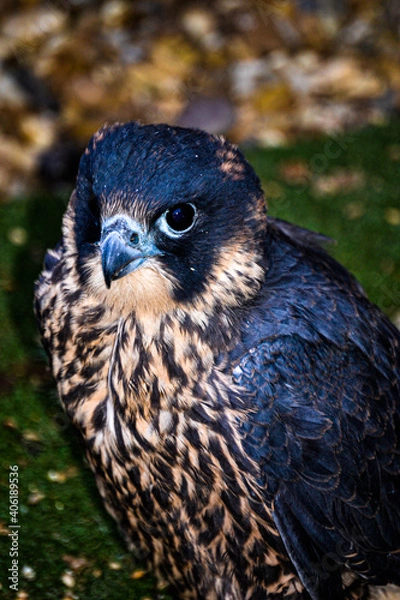 Fototapeta Peregrine Falcon close up