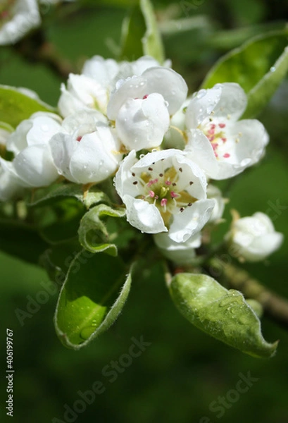 Obraz Poirier en fleurs