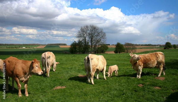 Obraz Troupeau de vaches