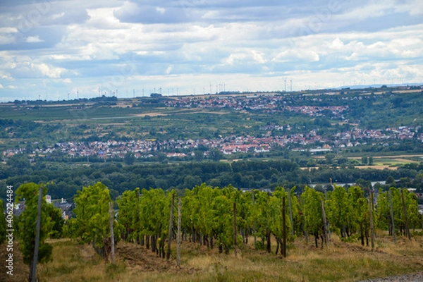 Obraz Weinland