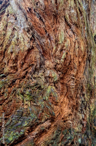 Obraz Tree bark texture
