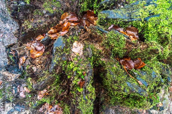 Obraz Forest floor texture