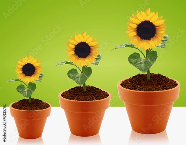 Fototapeta growing concept