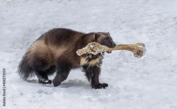 Obraz Wolverine Bone Bandit - a wolverine carries a moose femur bone to its secret hiding place for future eating. Haines, Alaska.