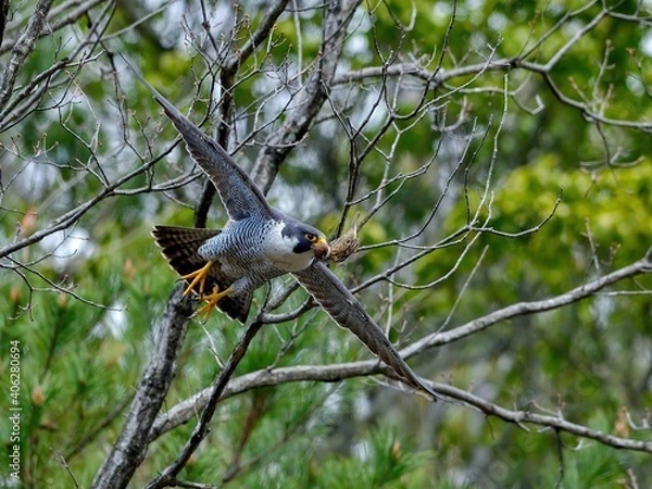Fototapeta グリーンバックに大きく羽根を広げて飛ぶハヤブサ成鳥