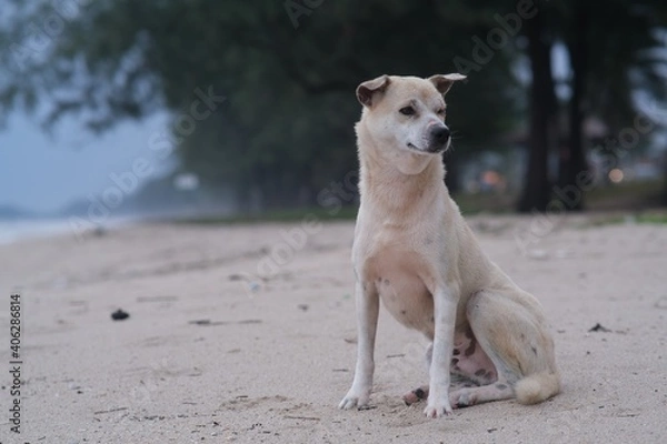 Obraz dog on the beach