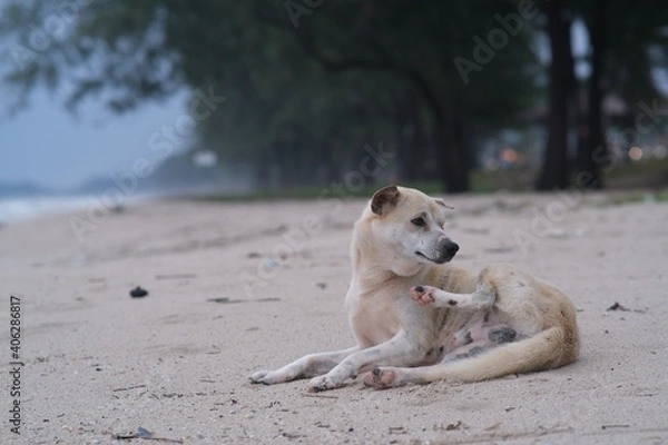Obraz dog on the beach