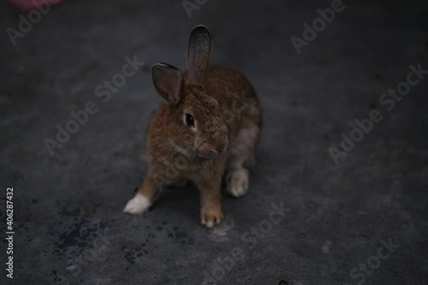 Obraz rabbit in the garden