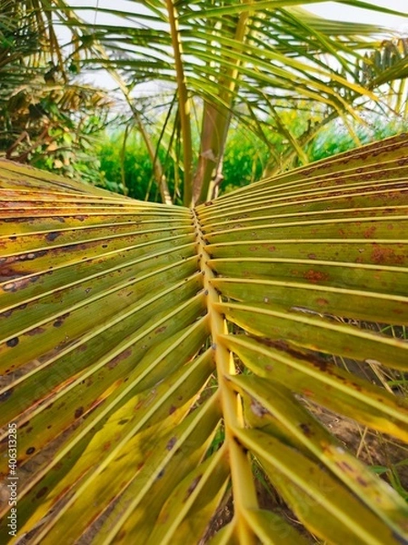 Obraz A green lady palm leaf closeup with greenish blurred background 