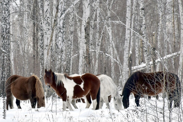 Fototapeta a herd of horses of different colors graze in the winter forest, looking for grass under the snow