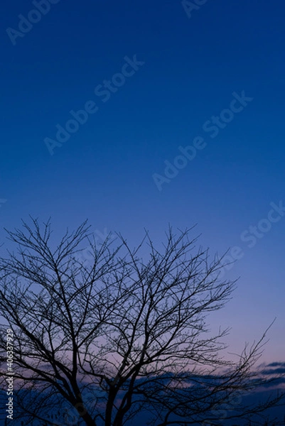 Obraz 夕暮れの木