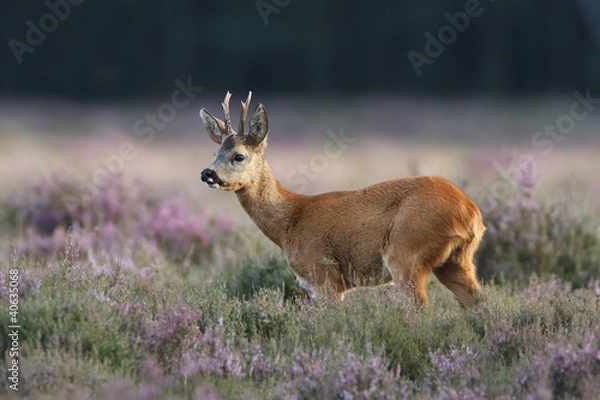 Obraz a roe deer in a field of header
