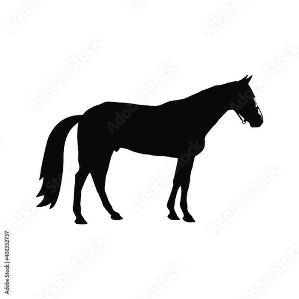 Obraz Horse collection - vector silhouette