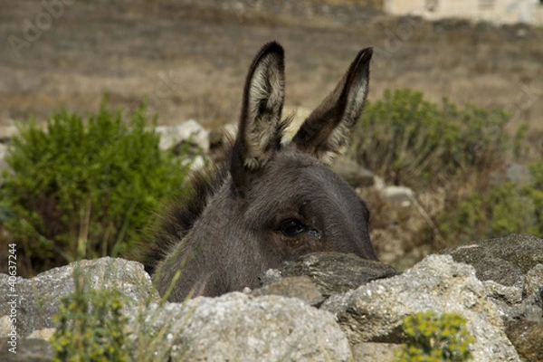 Obraz Asinello asinara