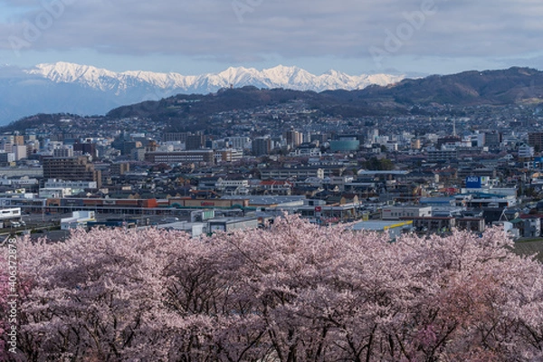 Fototapeta 弘法山古墳の桜