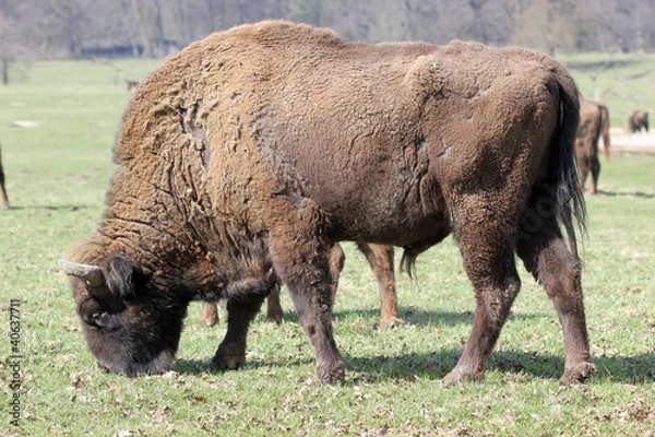 Fototapeta Wisentbulle 