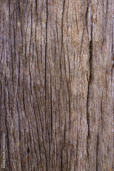 Fototapeta The trunk of a tree whose bark has been removed