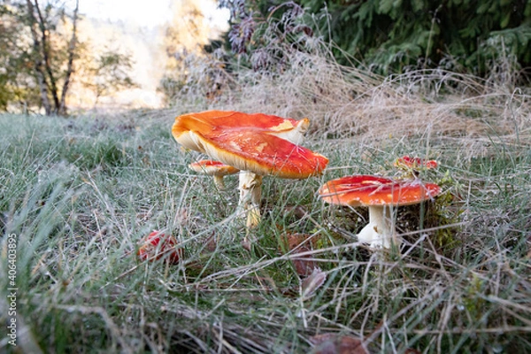 Fototapeta fly mushroom