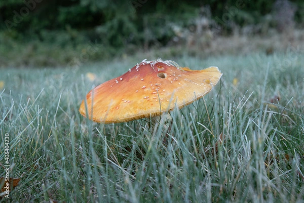 Obraz mushroom in the grass