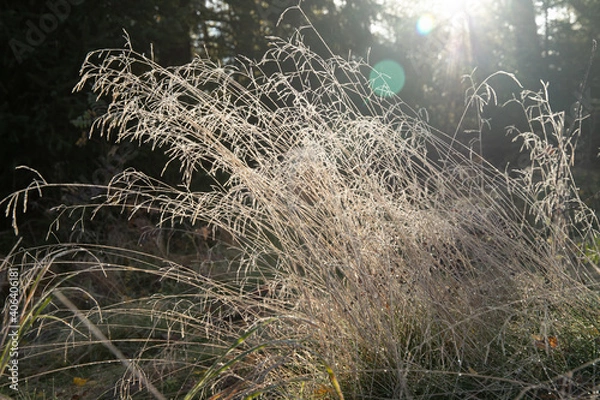 Fototapeta grass in the wind