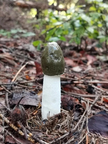 Obraz mushroom in the forest