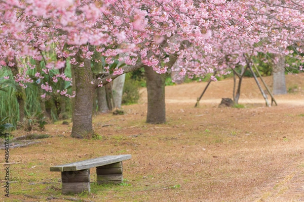 Obraz 桜　花　満開