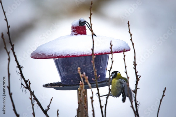 Fototapeta bird on a feeder