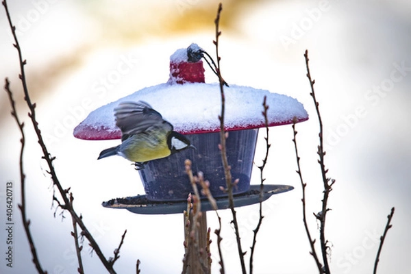 Obraz person in the snow