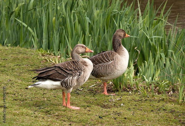 Fototapeta Pair of greylags starting to think about nesting