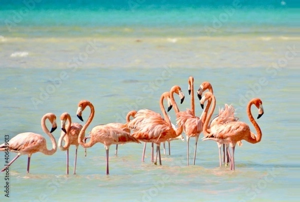 Obraz flamingos in the water on isla holbox
