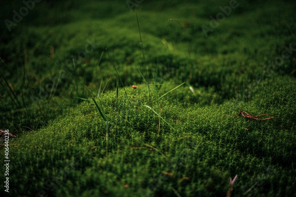Obraz grass in the wind