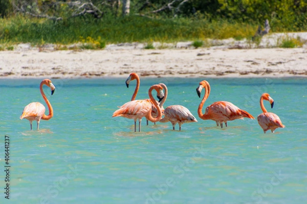 Obraz flamingos in the water on isla holbox