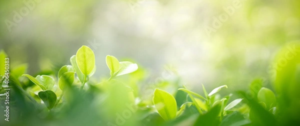 Fototapeta Concept nature view of green leaf on blurred greenery background in garden and sunlight with copy space using as background natural green plants landscape, ecology, fresh wallpaper concept.