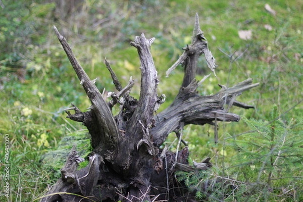 Obraz tree stump