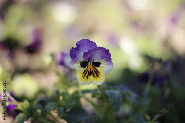 Obraz Pansy flower