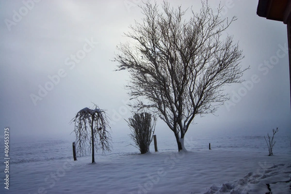 Obraz Büsche im Nebel