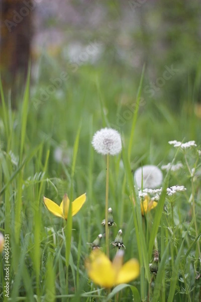 Obraz white dandelions