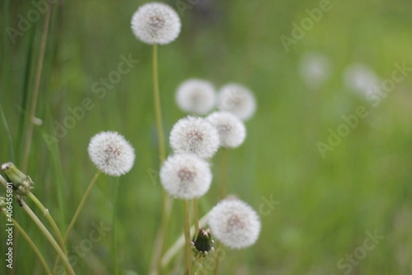 Obraz dandelion on grass