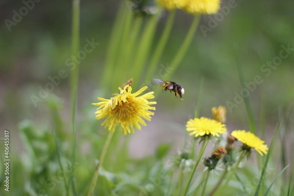 Obraz bee on dandelion
